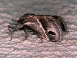 Deltoptera iphia